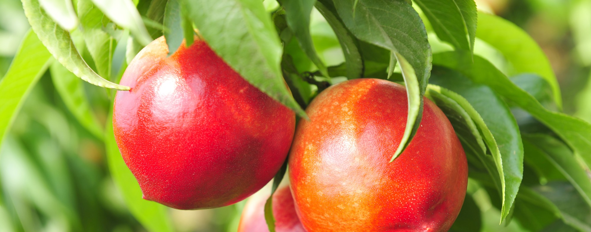 Nectarina